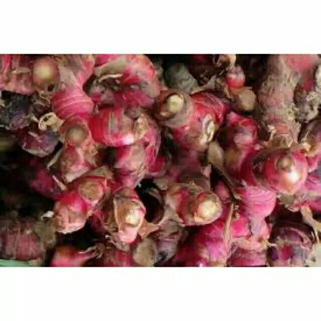 

Jahe Merah Pencegah Corona