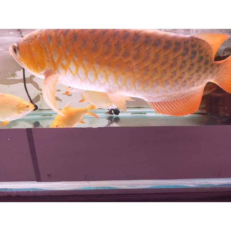 Jual ikan hias arwana super red | Shopee Indonesia