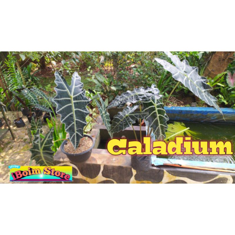 Tanaman Hias Keladi Amazon Caladium Amazon