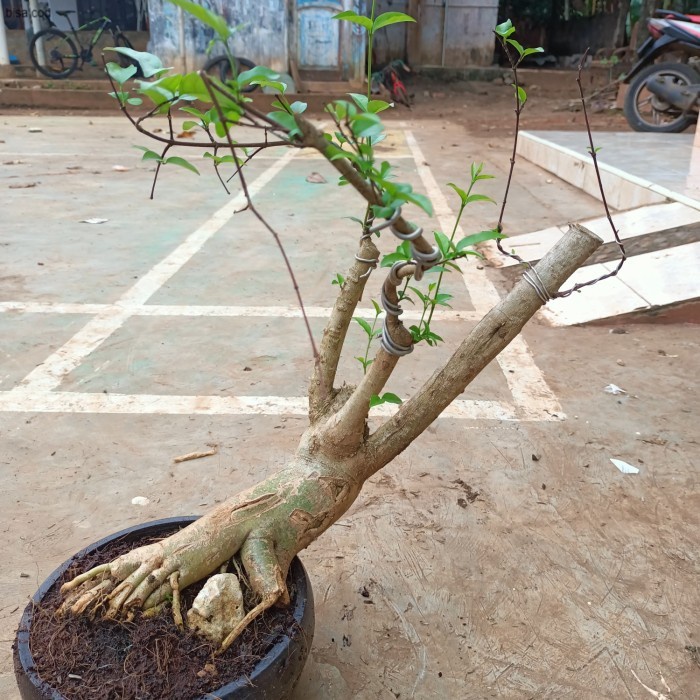 bahan bonsai Anting putri - bonsai anput