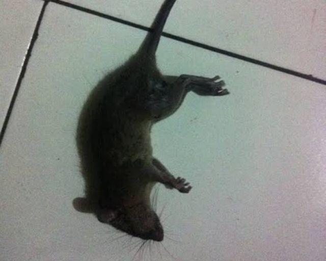 Racun Tikus Ramtus Original Paling Ampuh Mati Kering