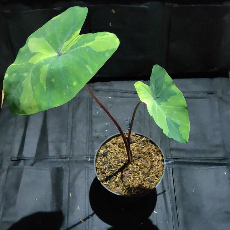 tanaman hias colocasia gecko