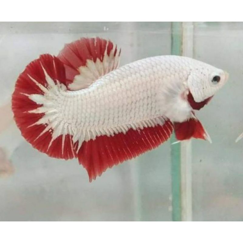 Ikan Cupang Plakat Red Dragon Snow Jantan Shopee Indonesia