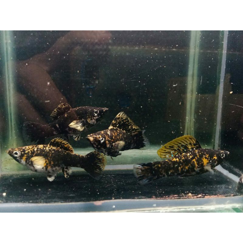 molly chalico thailand long body