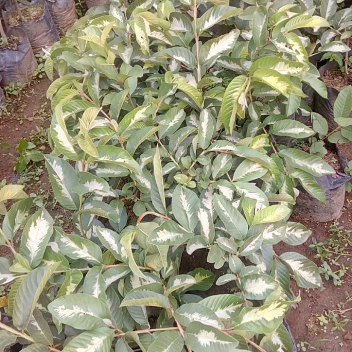 BIBIT POHON JAMBU CRYSTAL VARIEGATA-JAMBU KRISTAL VARIGATA-BUAH JAMBU