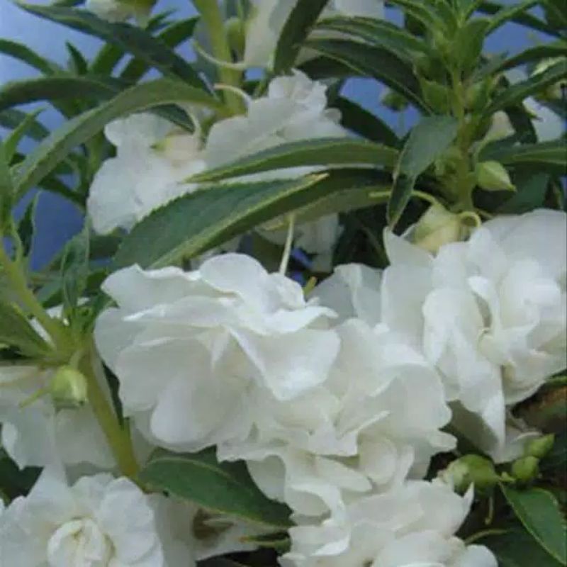 biji benih tanaman hias bunga pacar air putih -impatiens balsamina unggul