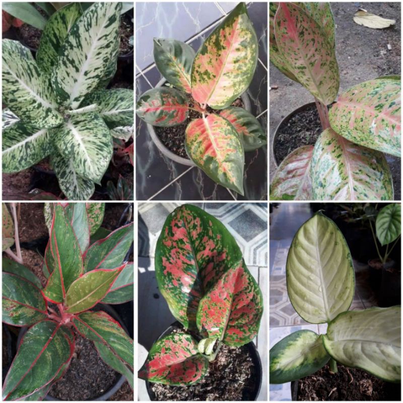 AGLONEMA PAKET MURAH / AGLONEMA PAKET /AGLONEMA PAKET MURAH COD/AGLONEMA PAKET MURAH PROMO