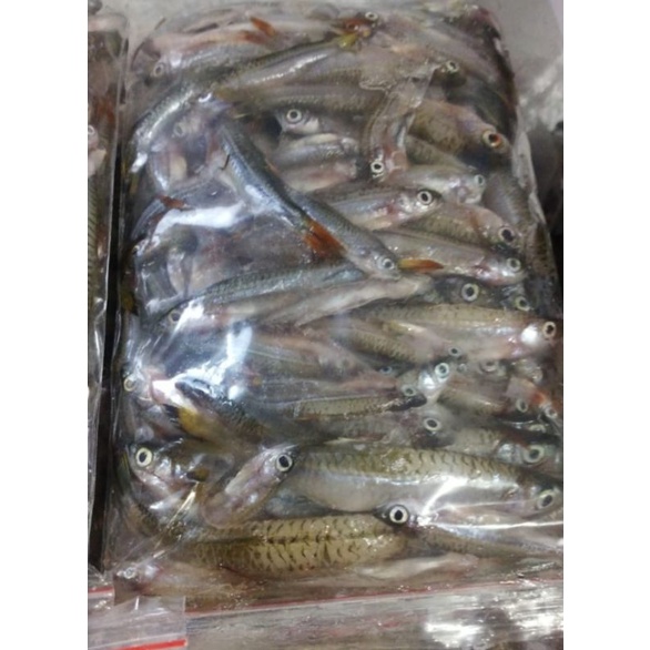 

ikan seluang (kirim via gosent)
