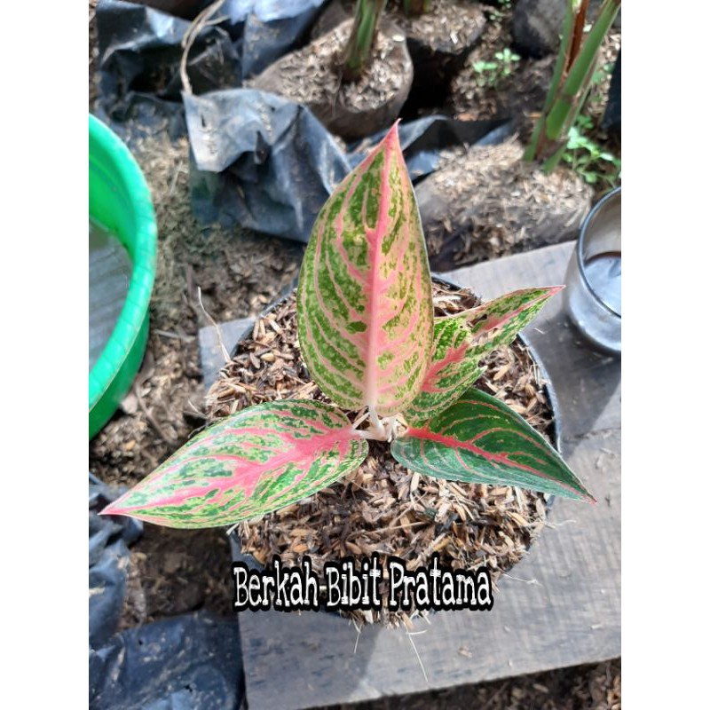 AGLONEMA LEGACY MERAH