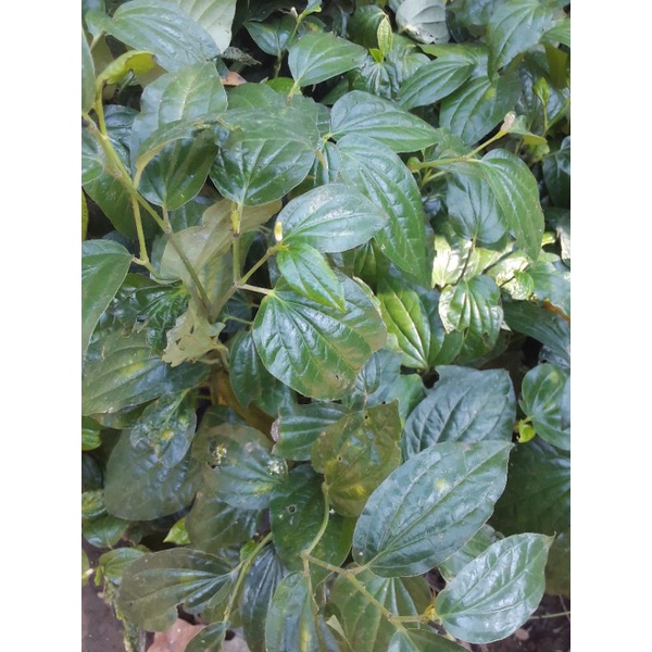 bibit cabe jawa