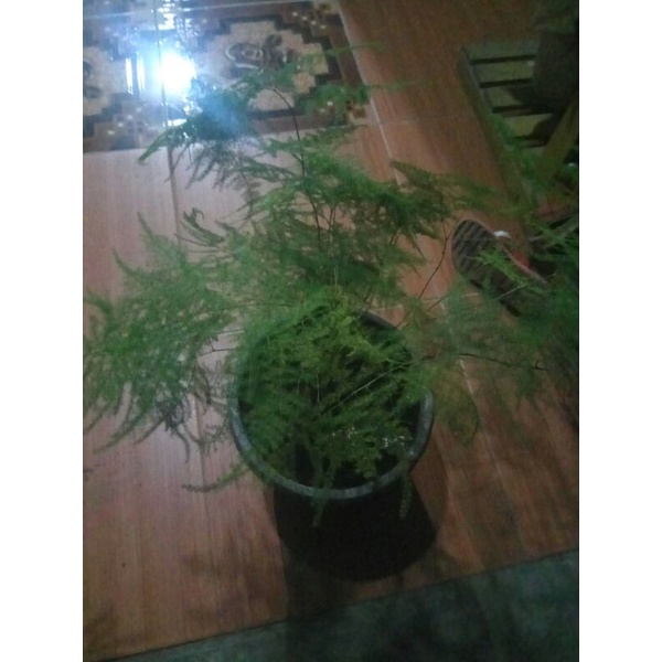 ASPARAGUS TANGKAI BUNGA ASPARAGUS