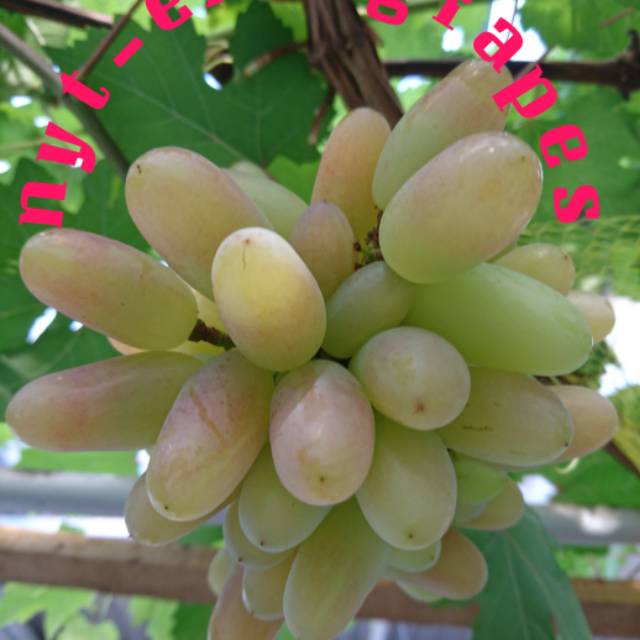 endri_grapes