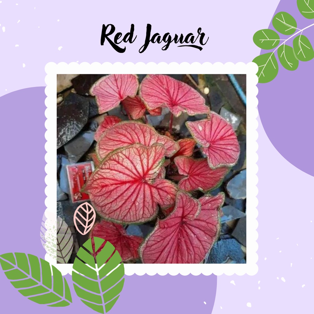 RED JAGUAR KELADI TANAMAN HIAS CALADIUM RED JAGUAR KELADI RED JAGUAR