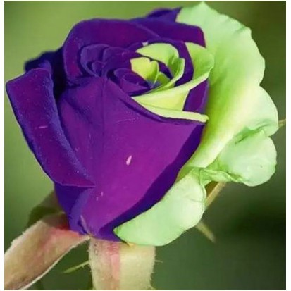 Biji Bunga Mawar Hijau Ungu Import - Bibit Tanaman Bunga Mawar Hijau Ungu - Mawar Hijau Ungu - COD