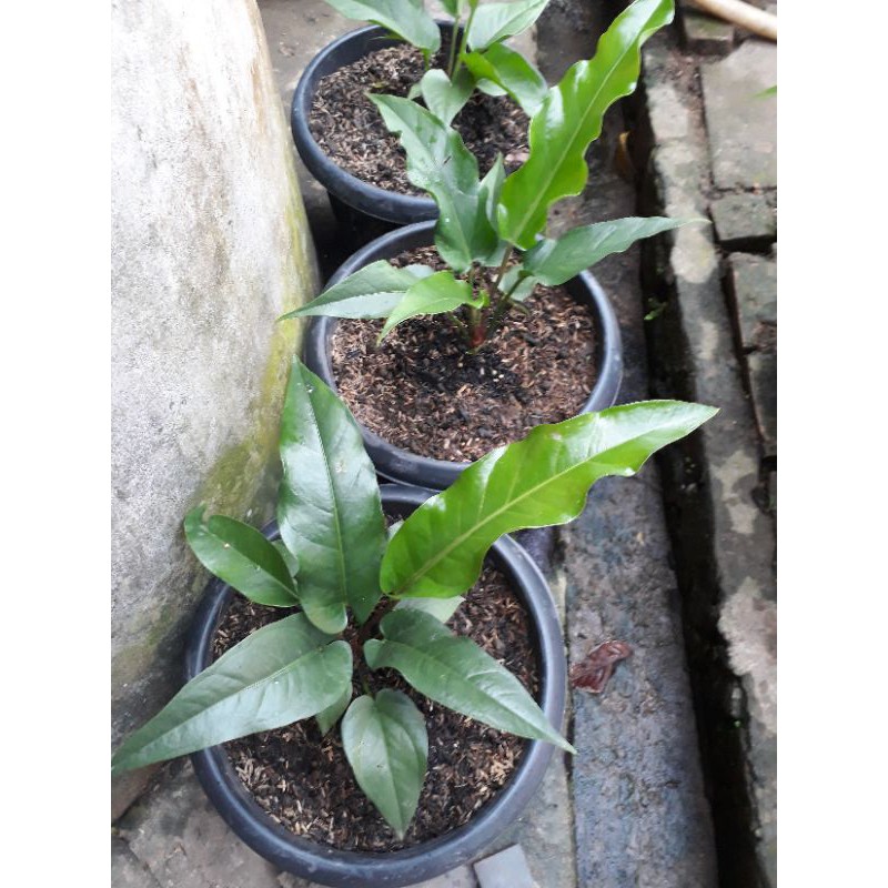 anturium black beuty remaja