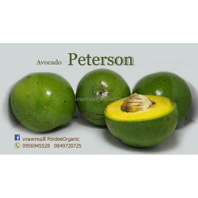 Bibit Alpukat Peterson