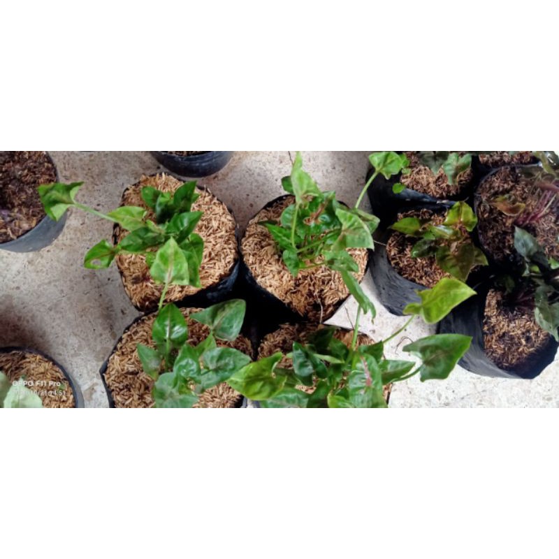 syngonium mini allusion