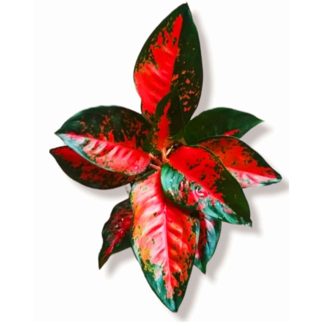 Aglaonema Suksom Jaipong / Aglonema Suksom Jaipong florist nursery / Aglonema Suksom Jaipong (Tanama