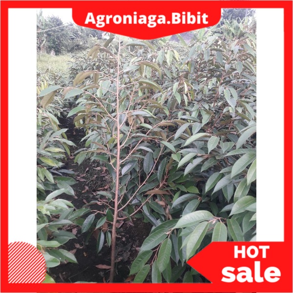 durian bibit durian Bibit Durian 1,2 meter jenis MK, Bawor, Oche montong