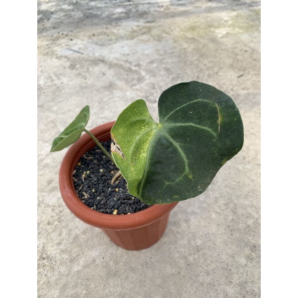 Antgurium Clarinervium Varigata/ kuping gajah varigata 3 daun