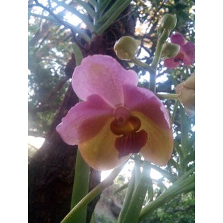 Anggrek Vanda Seedling Hybrid  BERGARANSI