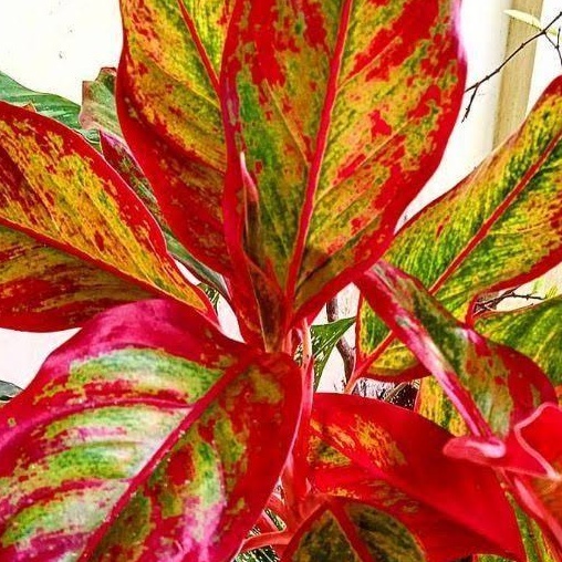 tanaman aglonema lipstik rumpun 6 besar dg