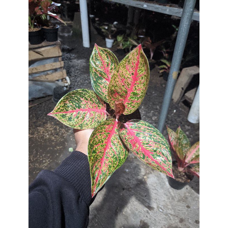 Aglaonema Tiara