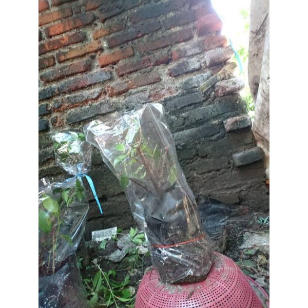 PACKINGAN TAMBAHAN VACUM TANAMAN