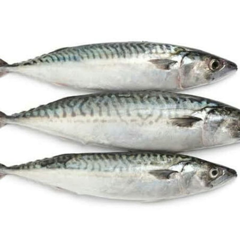 

Ikan Salem/Mackarel