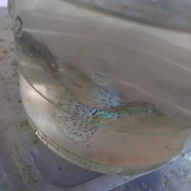 Ikan gupy blue grass