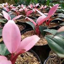 tanaman philo pink congo remaja - bunga phillodendron pink congo bergaransi