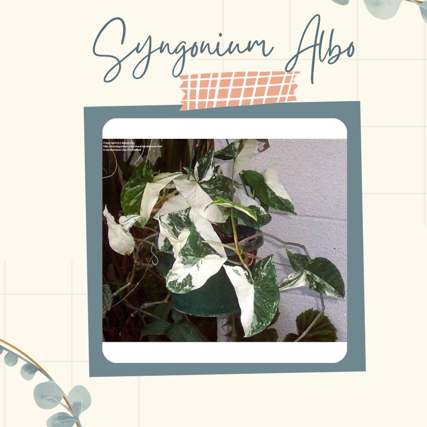 Tanaman Hias Syngonium Albo Anakan Syngonium Albo Bibit Syngonium Albo