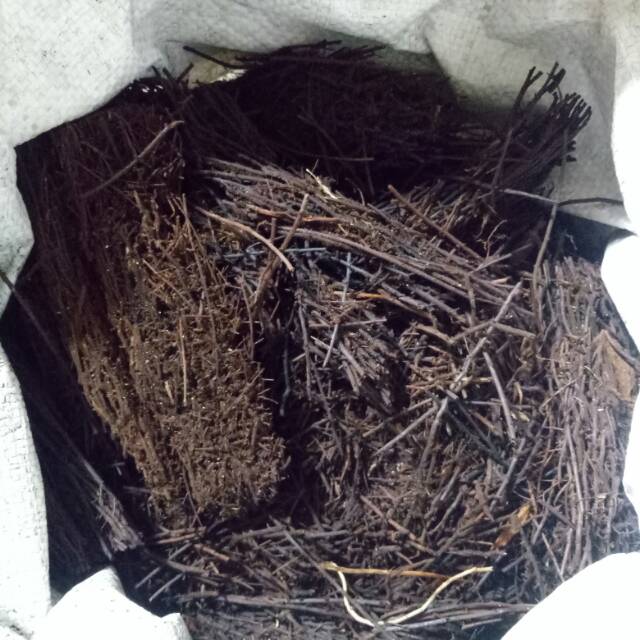 Akar pakis cacah karung