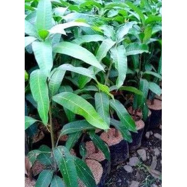 Asli Bibit Buah Mangga Chokanan Unggul $_$