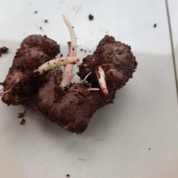 KUNYIT HITAM RIMPANG UMBI KUNYIT HITAM ASLI SKZQS8856