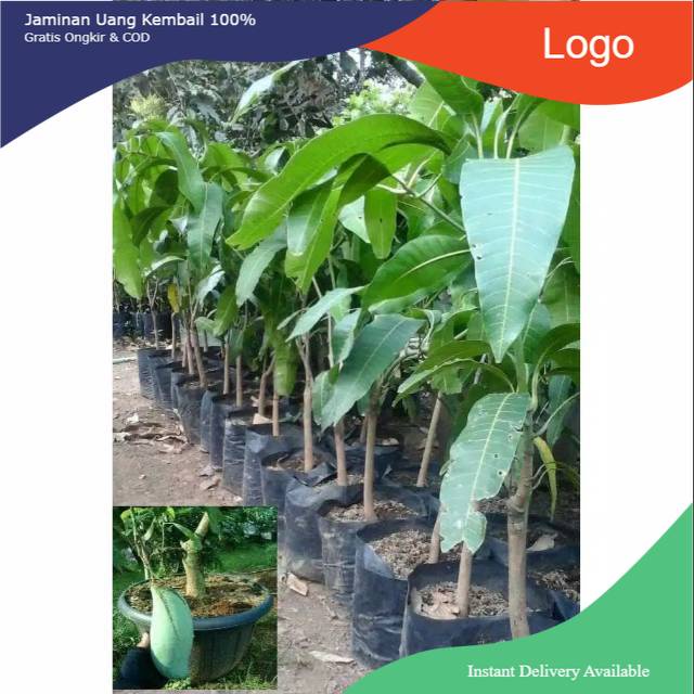 Bibit mangga mahatir okulasi