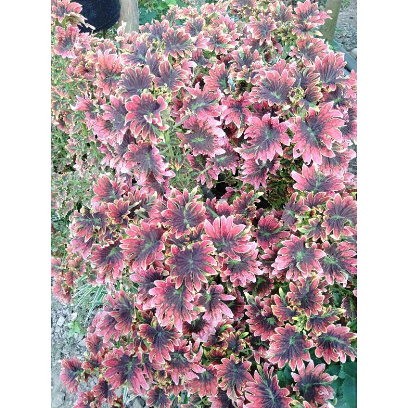 TANAMAN HIAS MIANA - BUNGA MIANA -- TANAMAN HIAS HIDUP - BUNGA HIDUP - BUNGA HIAS