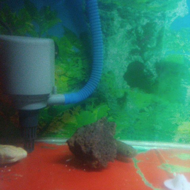 Chana Gachua/ikan Bogo/drawf Snake Head