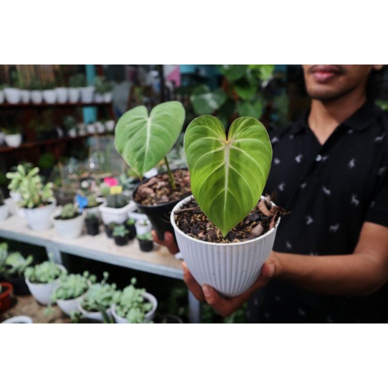 Philodendron Gloriosum | Anakan Gloriosum 1 Daunan | Stock Gloriosum banyak