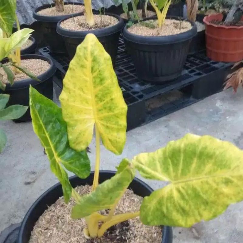 tanaman hias lutea gold - sente golden