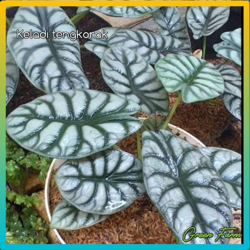 Bunga Alocasia Silver Dragon / Keladi Tengkorak