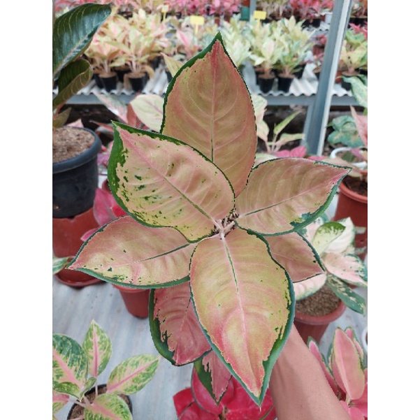 Aglonema sultan brunai dewasa