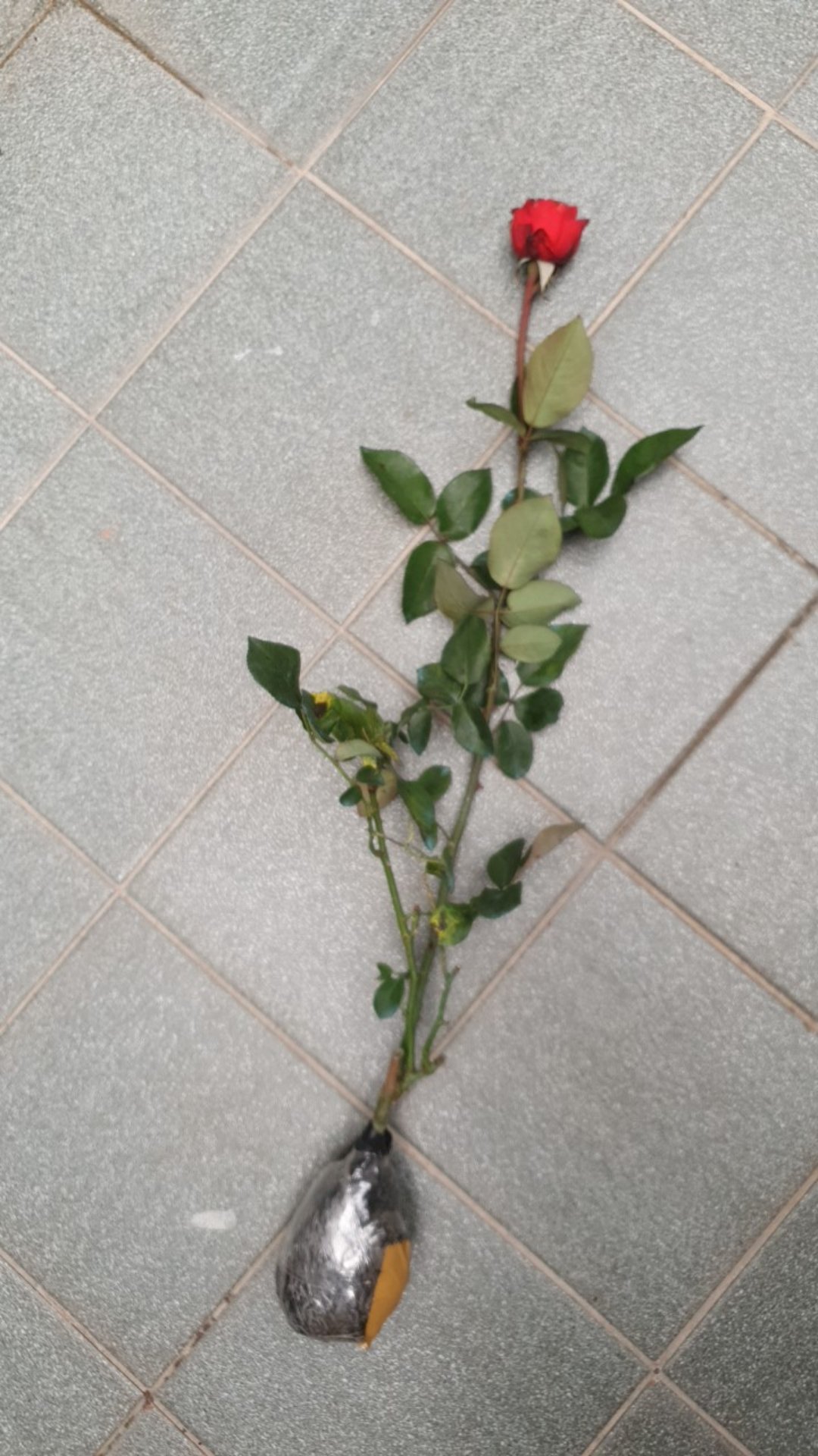 Tanaman Bunga Mawar Sunkist 200g