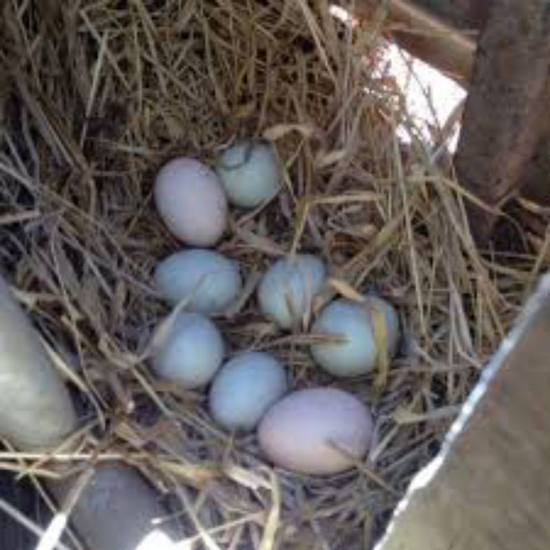 Telur Ayam Cemani Hitam Fertil Original Asli