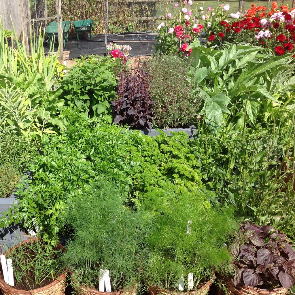 BS-BYL Benih Herbal Bibit Herb Herba Daun Mint Peppermint Lavender Basil Kale Kucai Coriander Parsley Alfalfa Grass-5