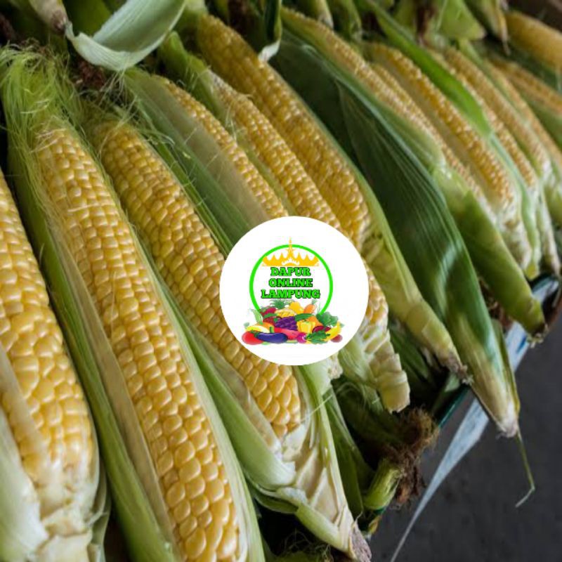 

JAGUNG MANIS SWEET CORN 1 PACK ISI 2 SAYUR SAYURAN Bandar Lampung