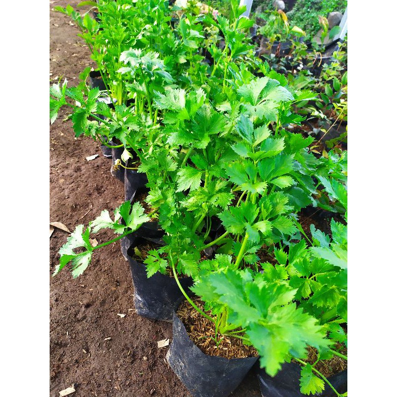 pohon seledri daun seledri tanaman seledri