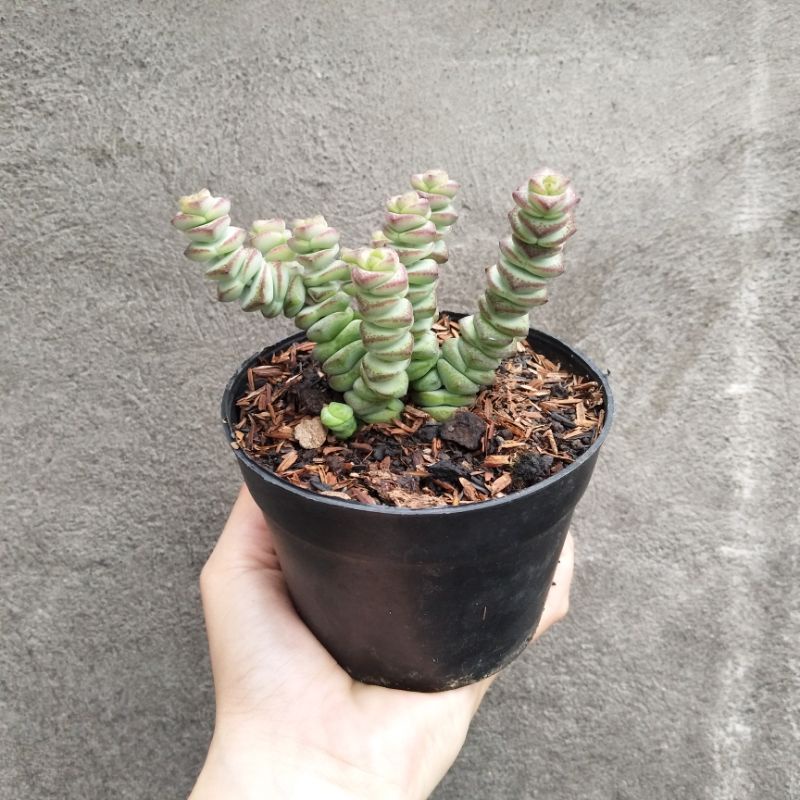 Crassula Marnieriana | DP 10cm