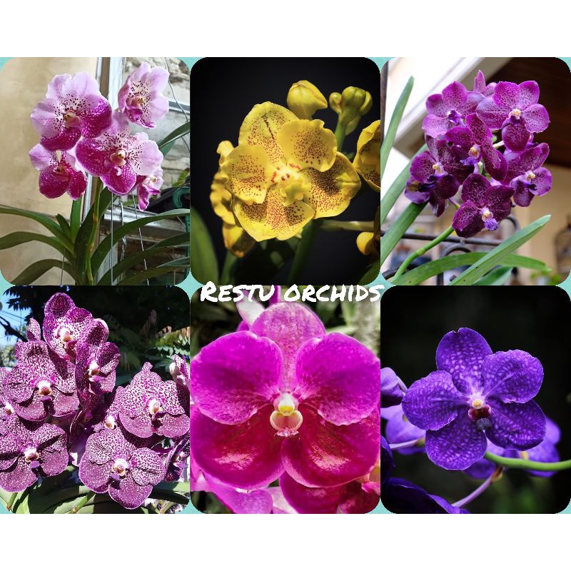 pra remaja vanda.hybrid