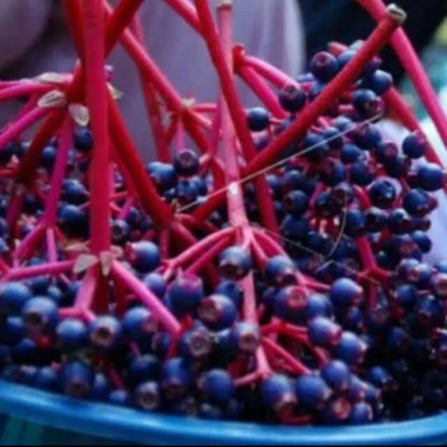 

Buah Parijoto